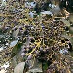 Ligustrum lucidum Fruit