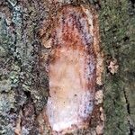 Coelocaryon preussii Corteza
