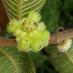 Perebea guianensis Fruto