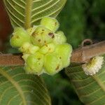 Perebea guianensis Fruit