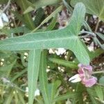 Araujia angustifolia Leaf