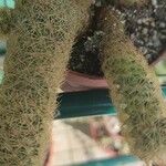 Mammillaria elongata Ліст