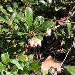 Arctostaphylos uva-ursi Flor