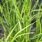 Carex intumescens List