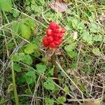 Arum italicumFruto