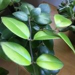 Diospyros whyteana Hoja