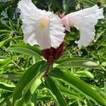 Cheilocostus speciosus പുഷ്പം