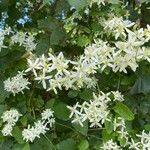 Clematis terniflora Цвят