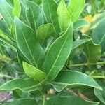 Kraussia floribunda Hoja