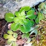 Saxifraga spathularis Blad