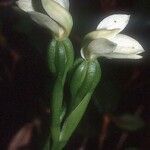 Megastylis montana Blüte
