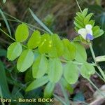 Vicia laeta 其他