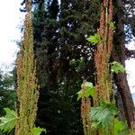 Rheum palmatum Kukka