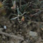 Helianthemum violaceum Folha