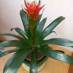 Guzmania monostachia Lapas