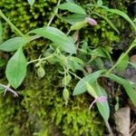 Saponaria ocymoides Φύλλο