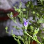Trichostema dichotomum Flor