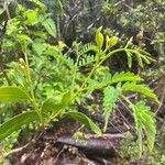 Acacia koa Leaf