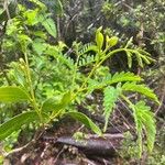 Acacia koa Hoja