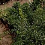 Artemisia dracunculusBlomma