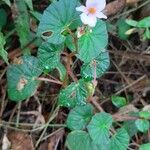 Begonia fischeri Кветка