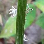 Chamaelirium luteum Corteccia