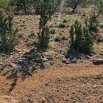 Ormocarpum trichocarpum Hábito