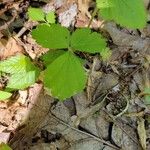 Rubus hispidus Leaf