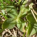 Gentiana brachyphylla पत्ता