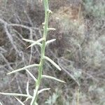 Genista scorpius Leaf