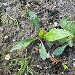 Symphyotrichum laeve Leaf