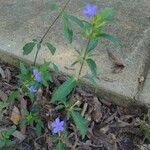 Ruellia drummondiana Flower