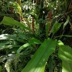 Pitcairnia imbricata برگ