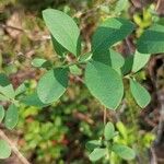 Vaccinium uliginosum Leaf