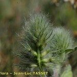 Trifolium sylvaticum फल