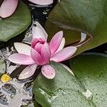 Nymphaea candida Flower