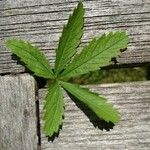 Potentilla heptaphylla Blad