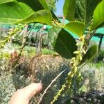 Citharexylum spinosum Folha