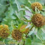 Bidens radiata Frugt