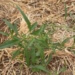 Amaranthus muricatus Yaprak