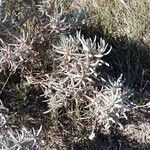 Helianthemum syriacum Hoja