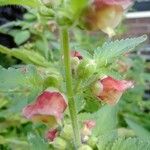 Scrophularia grandiflora Flower