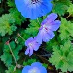 Geranium wallichianumBlodyn