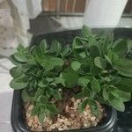 Crassula lanuginosa ᱛᱟᱦᱮᱸ