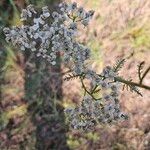 Achillea nobilisFlor