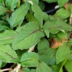 Persicaria campanulata Leaf