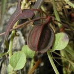 Aristolochia watsonii फल