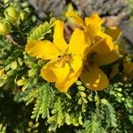 Senna surattensis 花