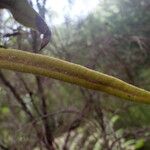 Elaphoglossum lancifolium Blad