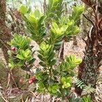 Syzygium tripetalum Hábito